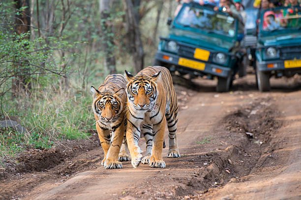 Best of Rajasthan Wildlife